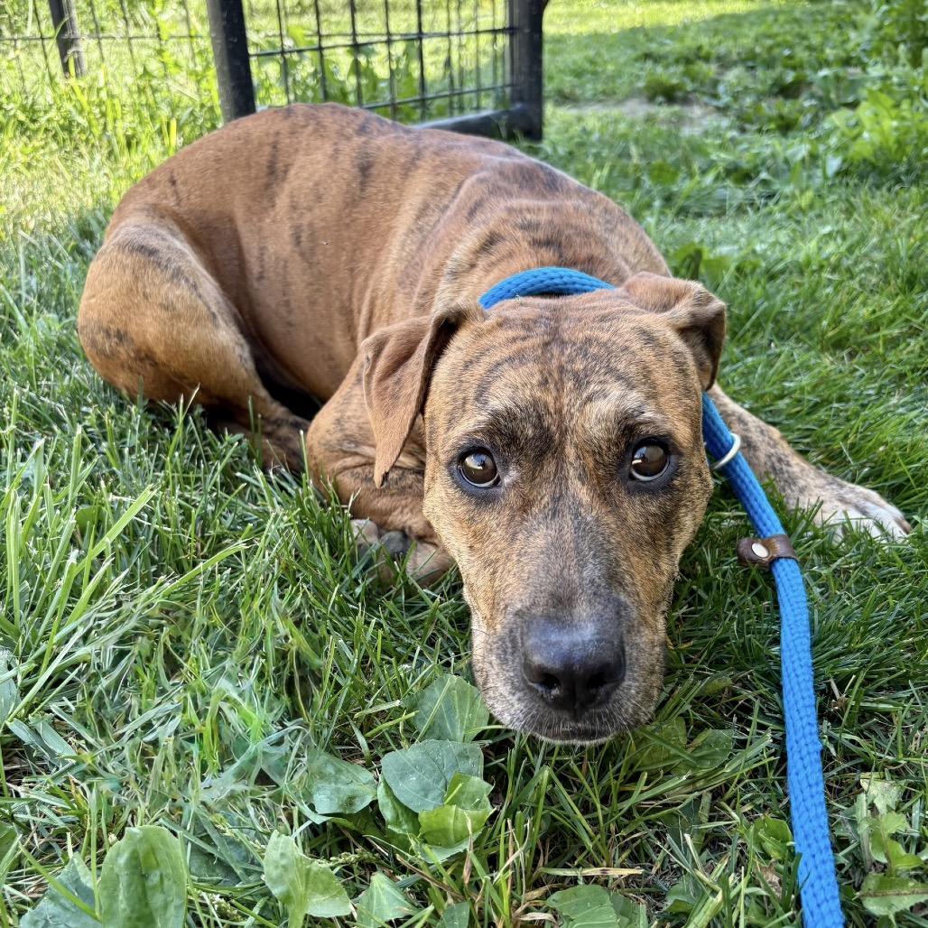 Enlarge Cheesecake P4P, a Adoptable mixed breed in St Joseph, MO image 1/1