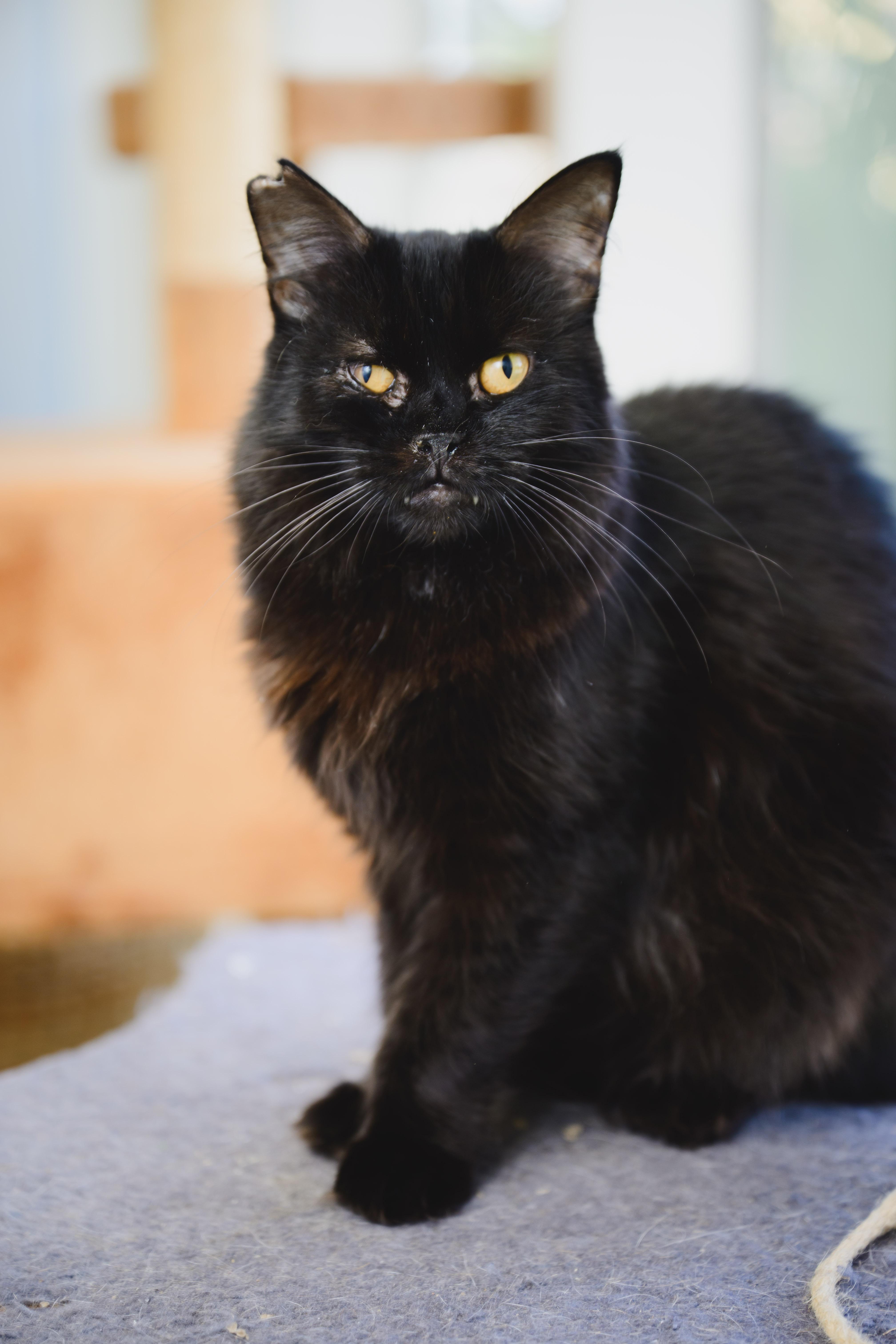 Enlarge Ivy, a Adoptable mixed breed in Honolulu, HI image 1/6