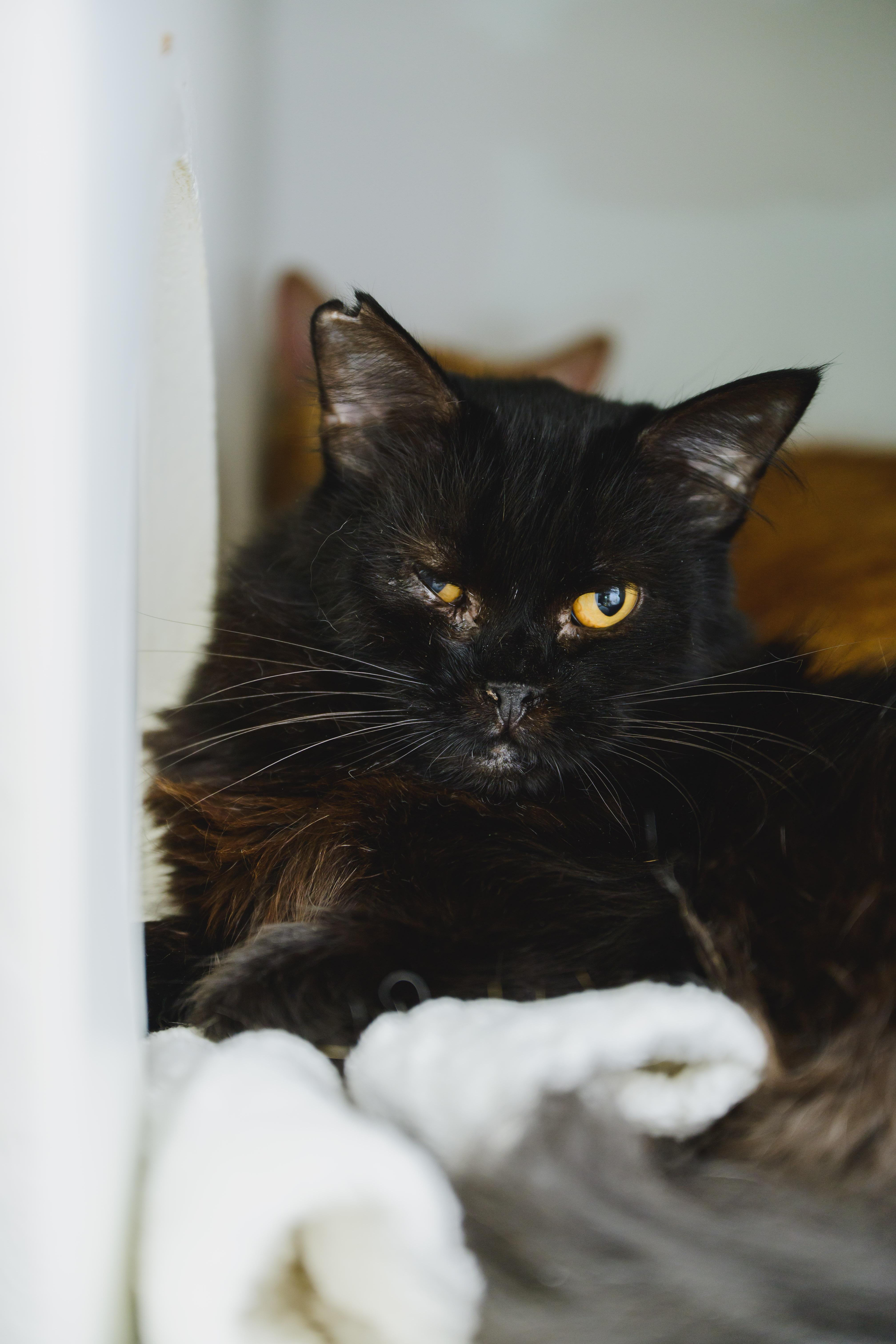 Enlarge Ivy, a Adoptable mixed breed in Honolulu, HI image 2/6