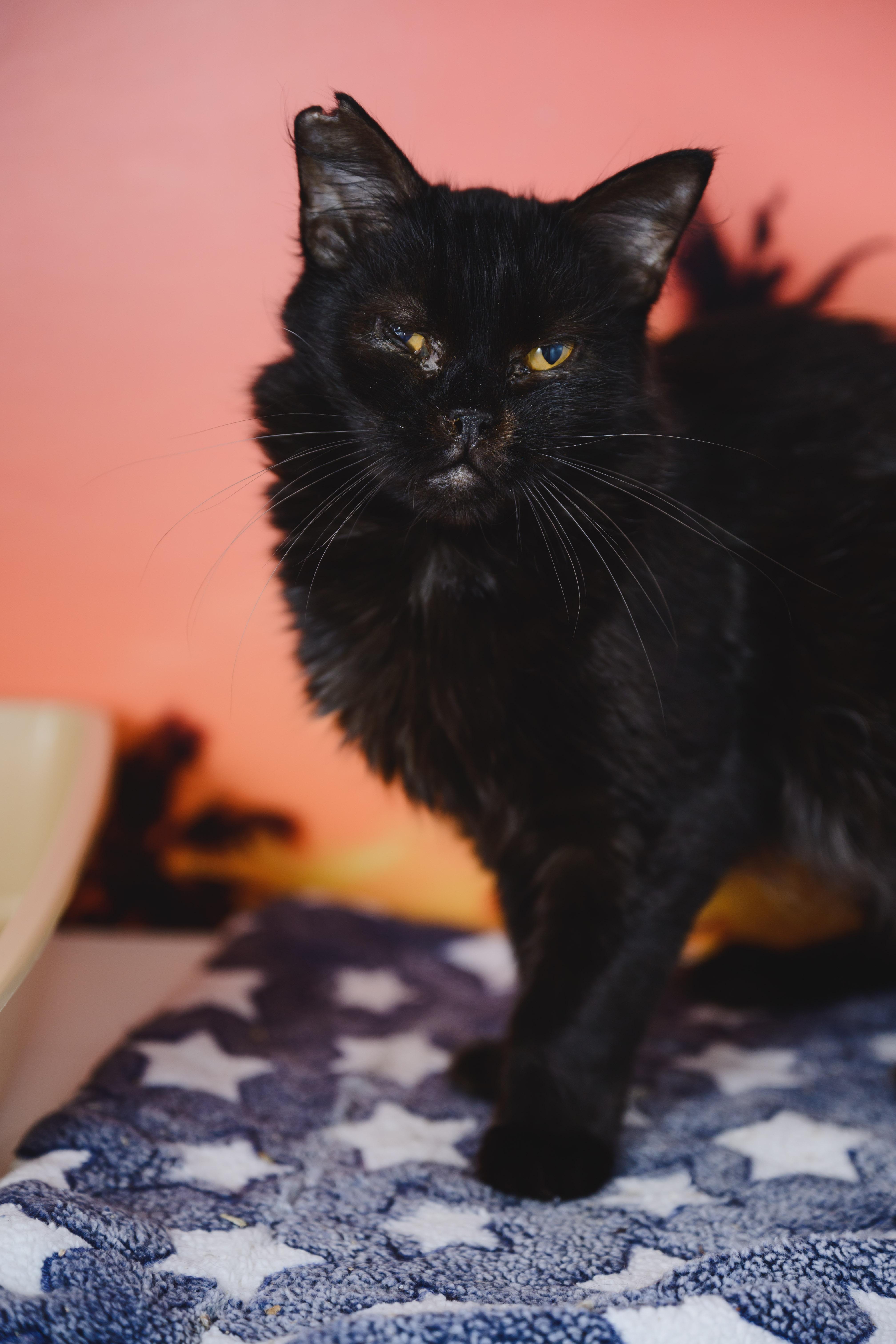 Enlarge Ivy, a Adoptable mixed breed in Honolulu, HI image 3/6