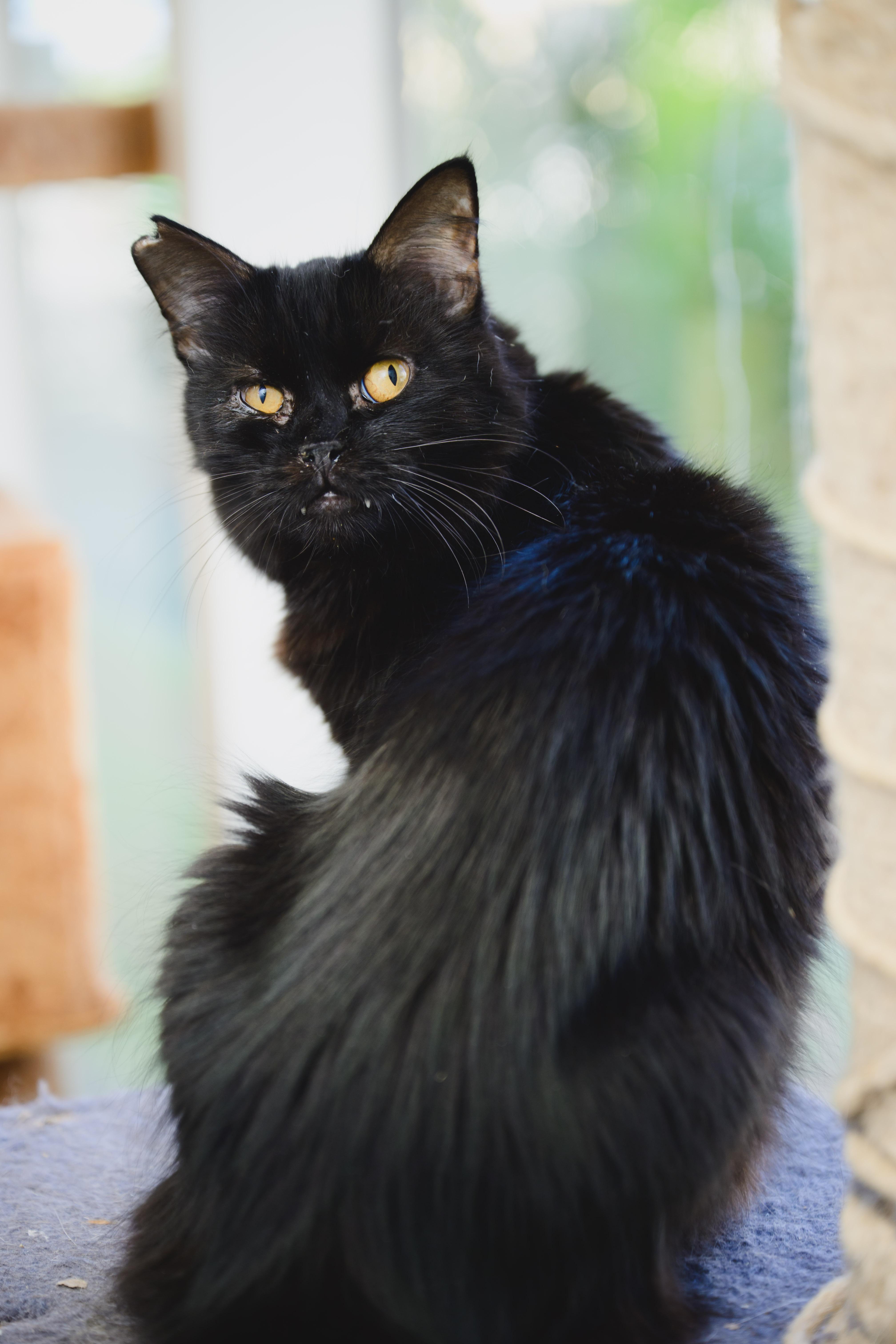 Enlarge Ivy, a Adoptable mixed breed in Honolulu, HI image 4/6