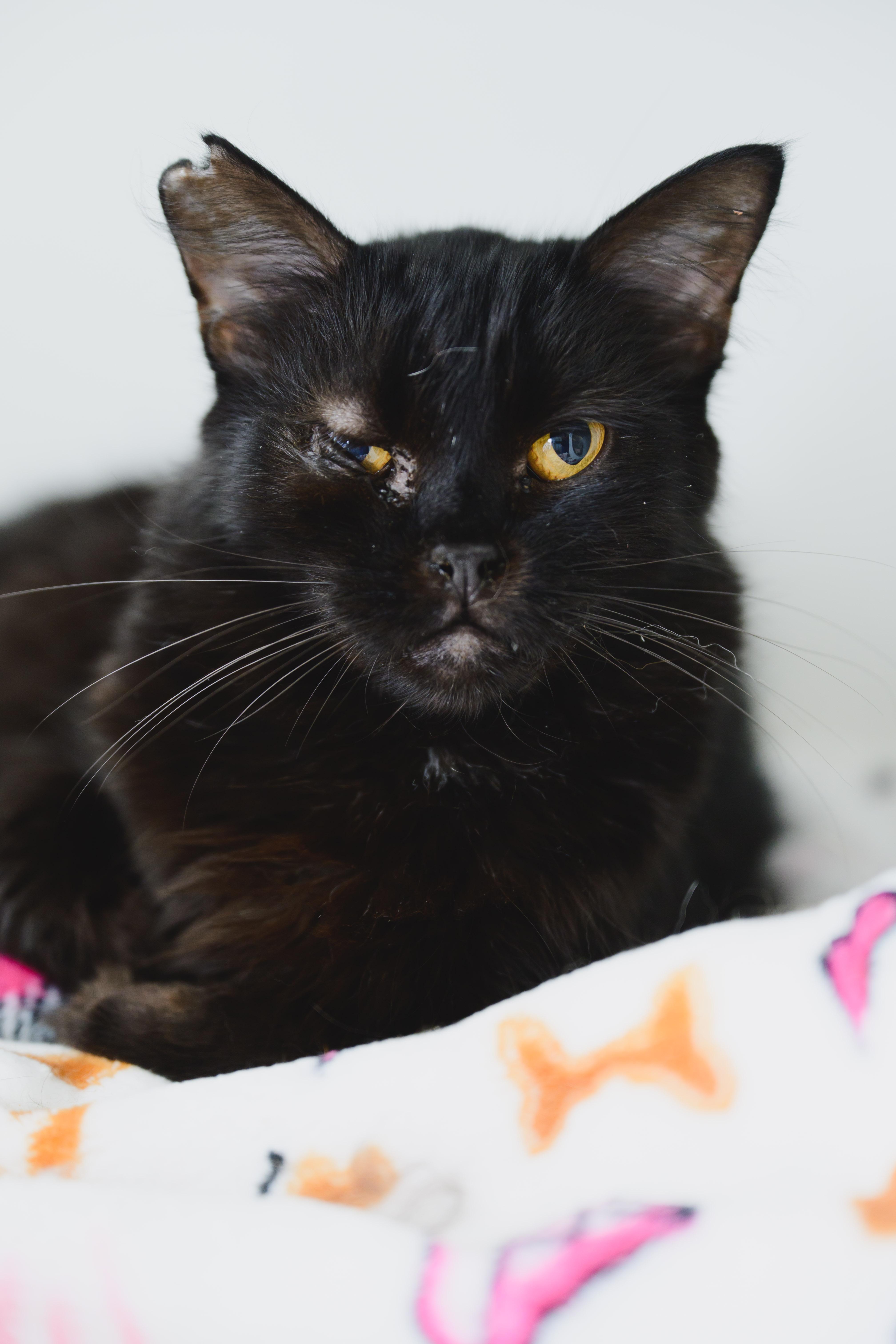 Enlarge Ivy, a Adoptable mixed breed in Honolulu, HI image 5/6