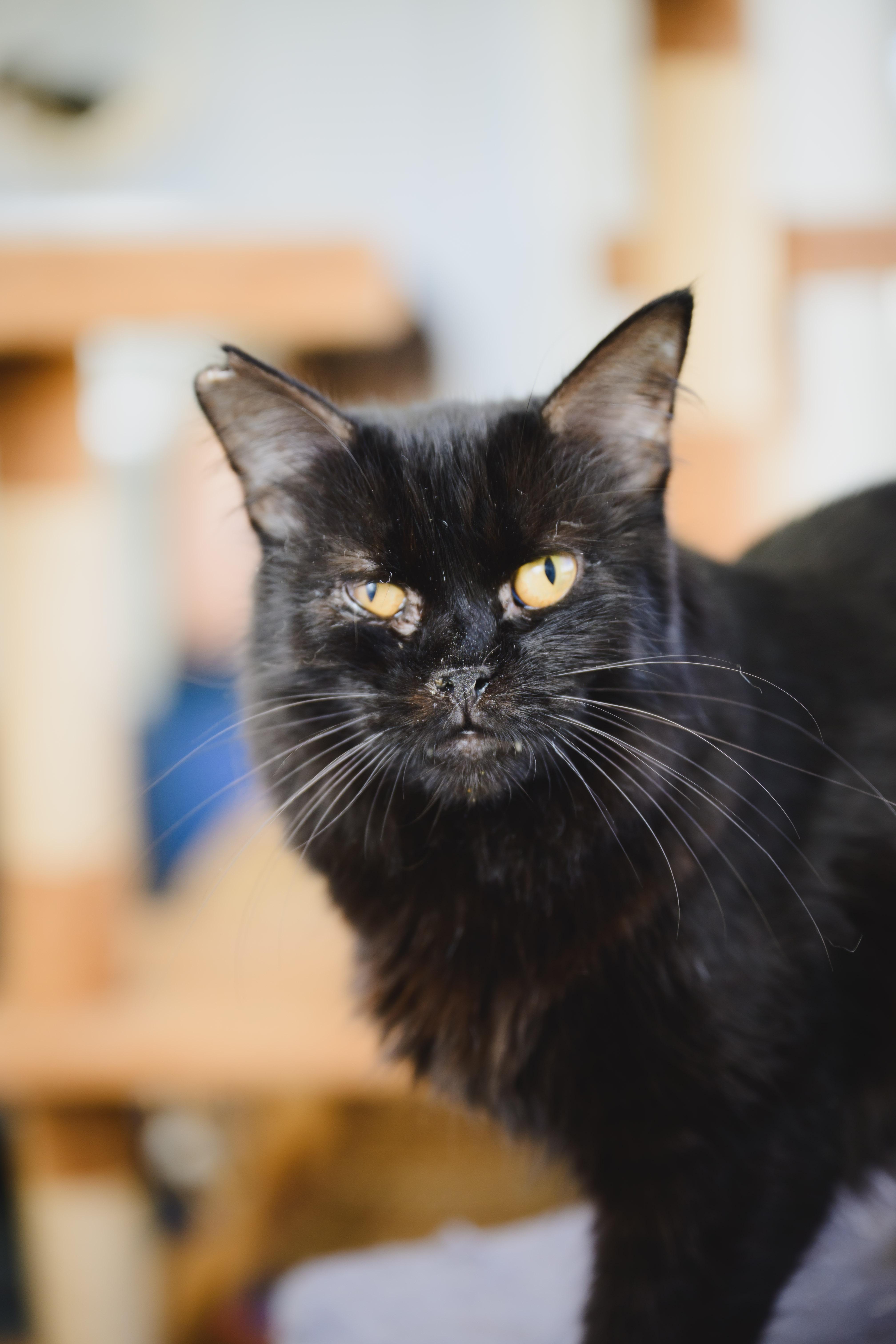 Enlarge Ivy, a Adoptable mixed breed in Honolulu, HI image 6/6