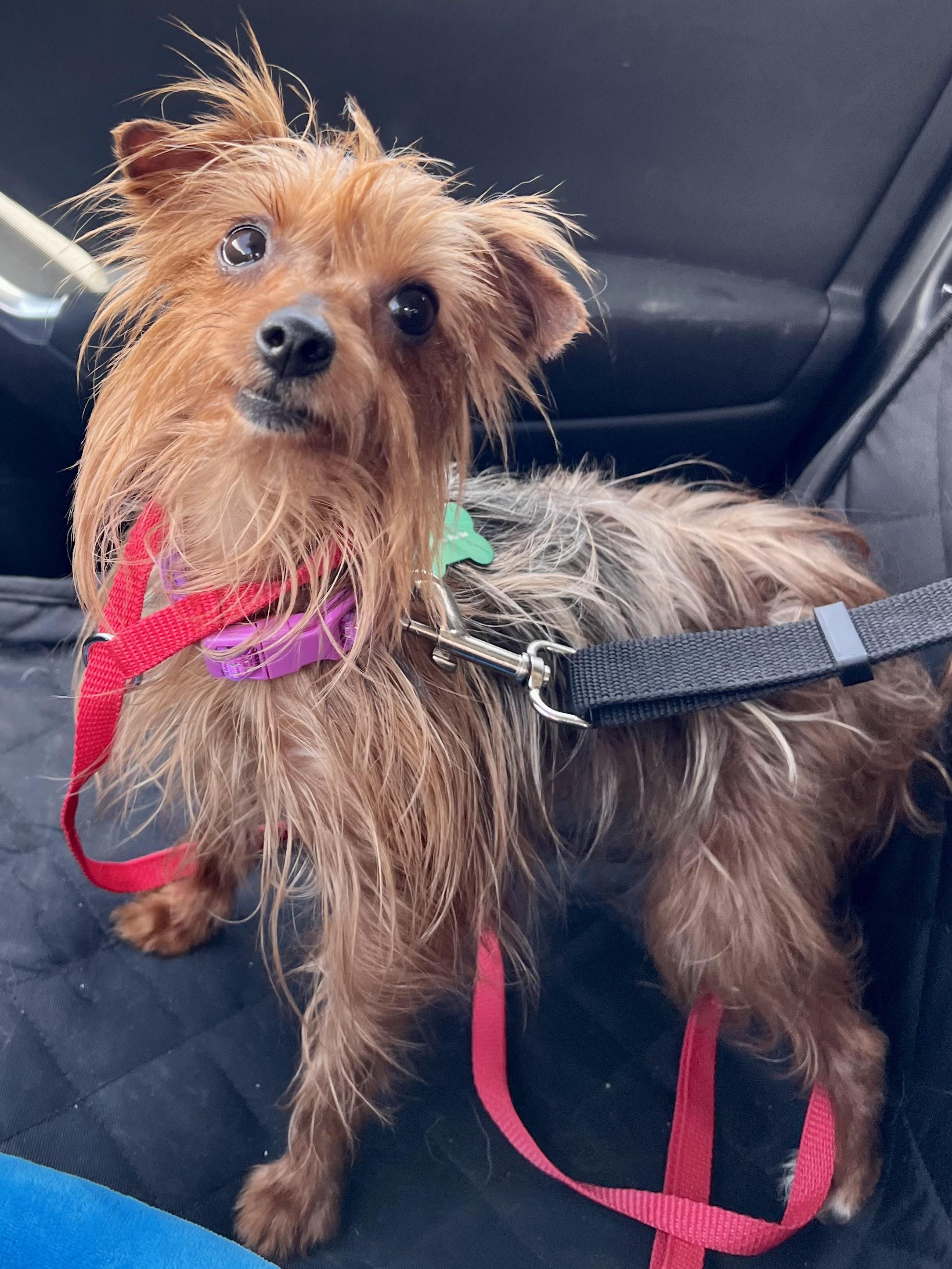 Mitzi Bitsy Silky Terrier Dog