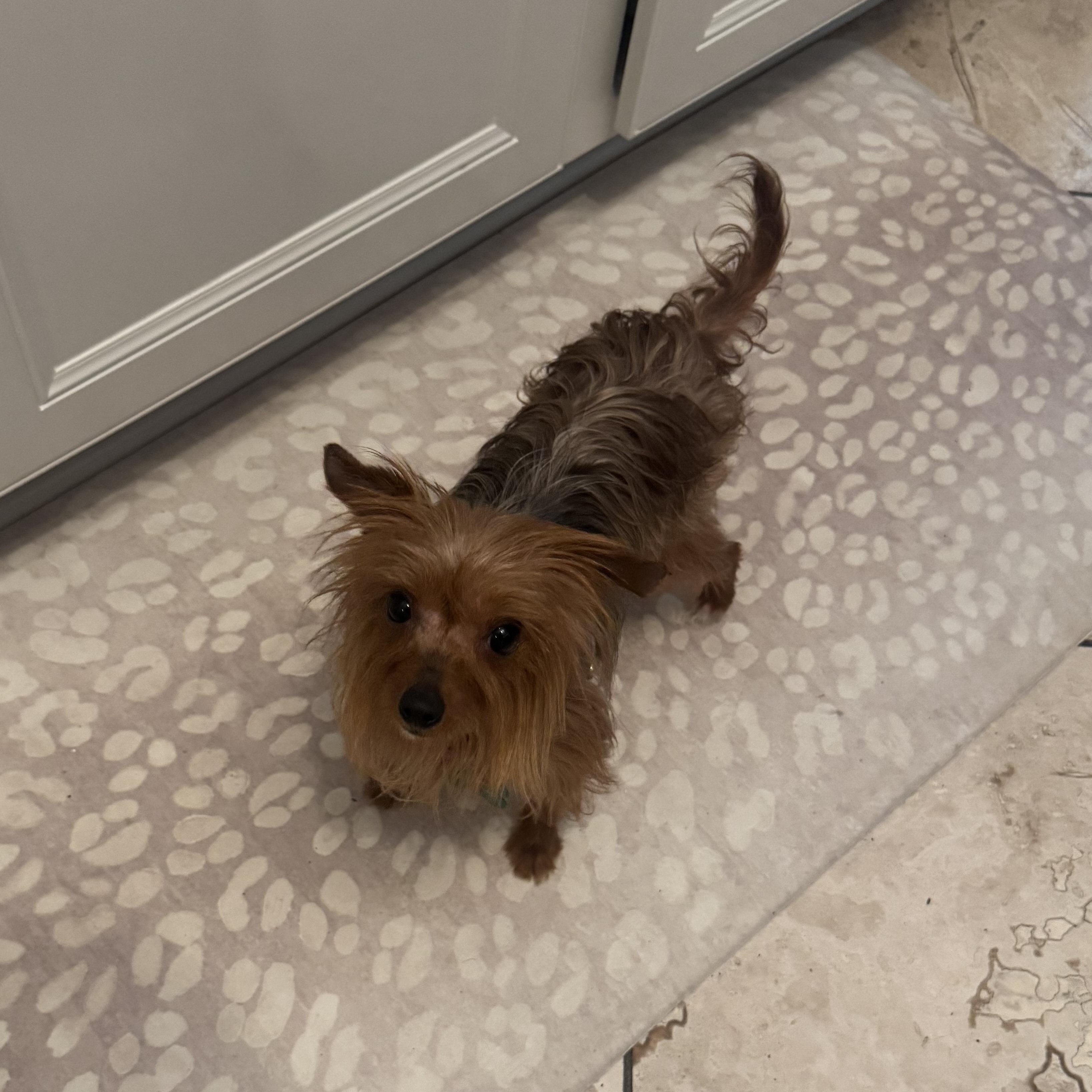 Mitzi Bitsy photo 3