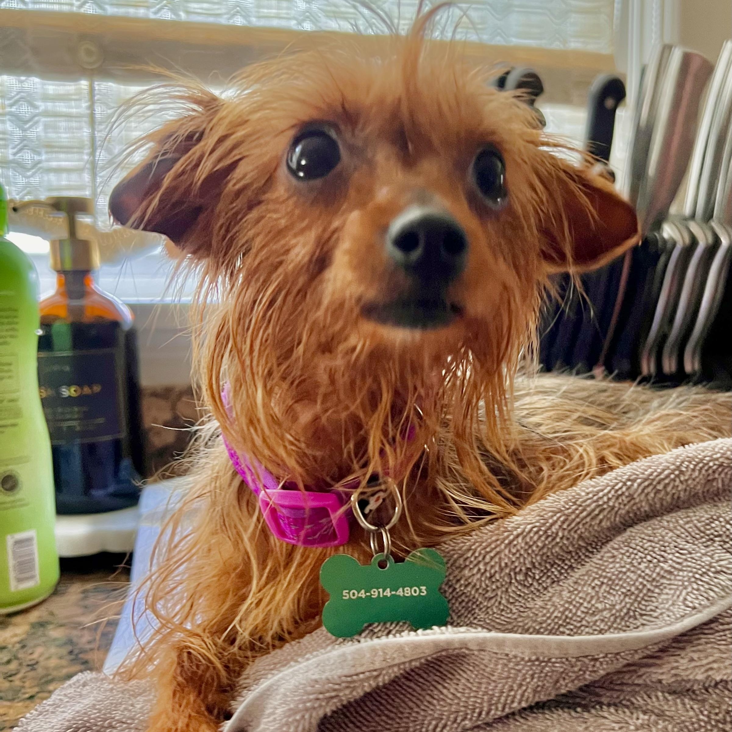 Mitzi Bitsy photo 5