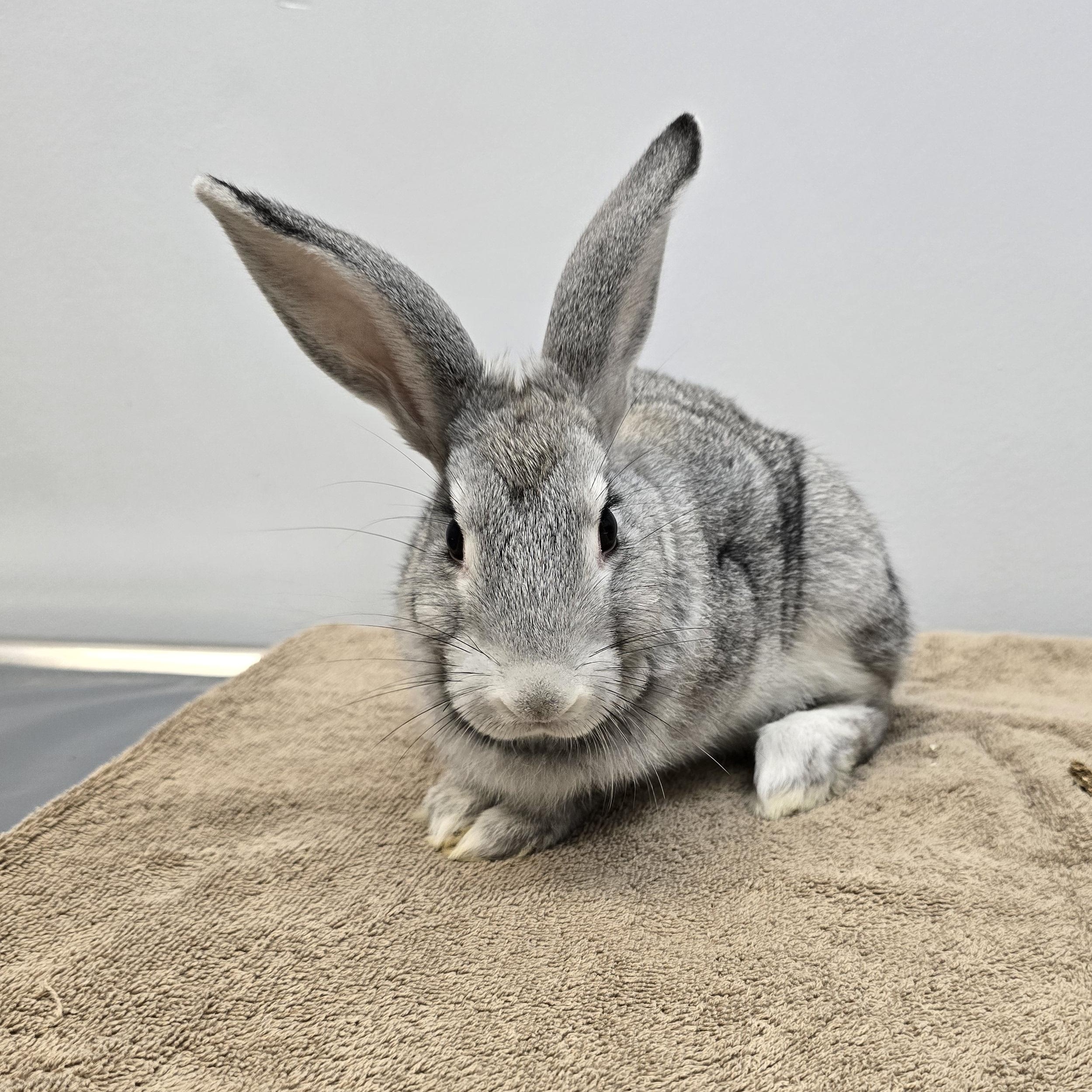 Enlarge Wally, a Adoptable mixed breed in Knoxville, TN image 2/5
