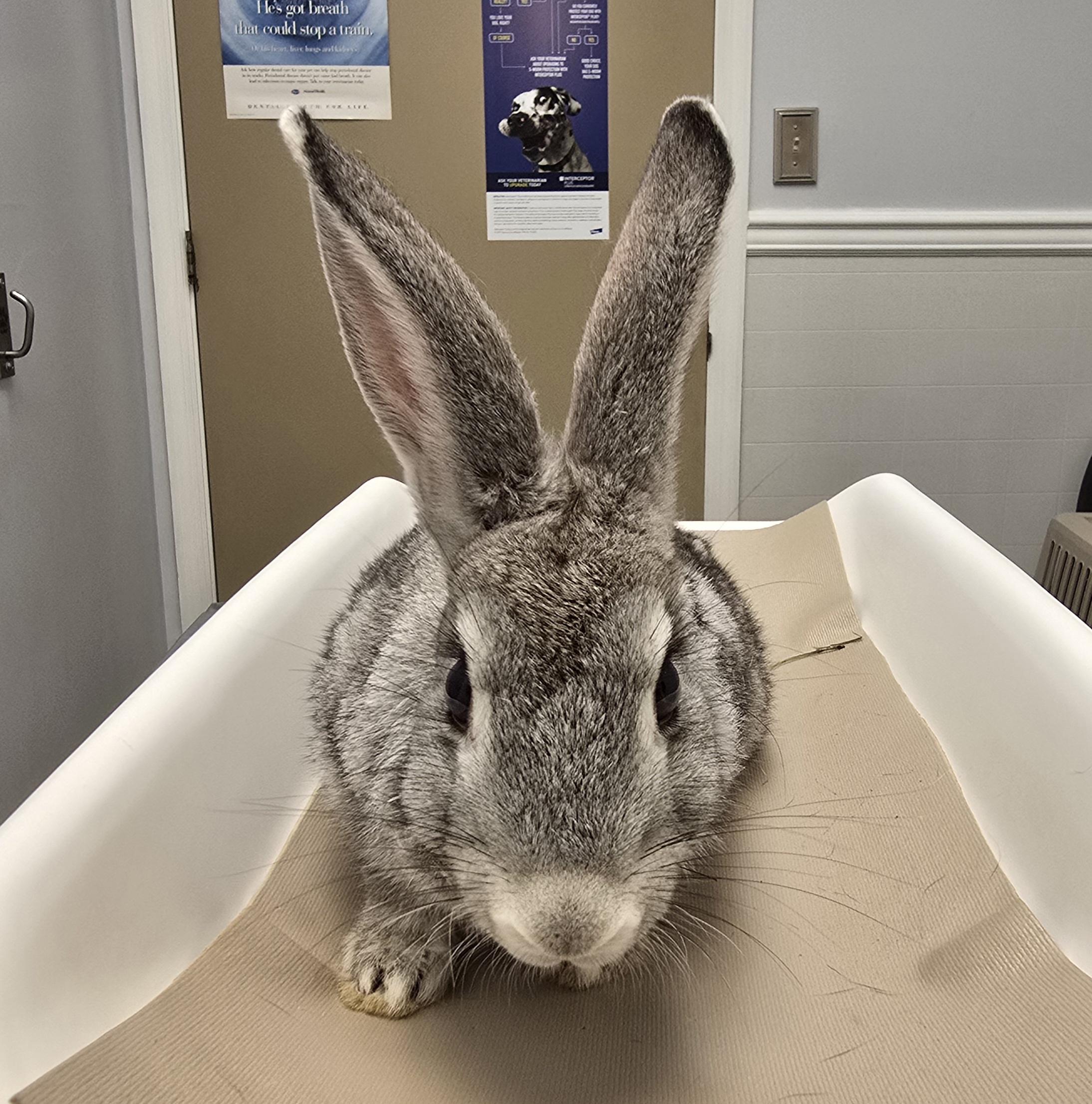 Enlarge Wally, a Adoptable mixed breed in Knoxville, TN image 5/5