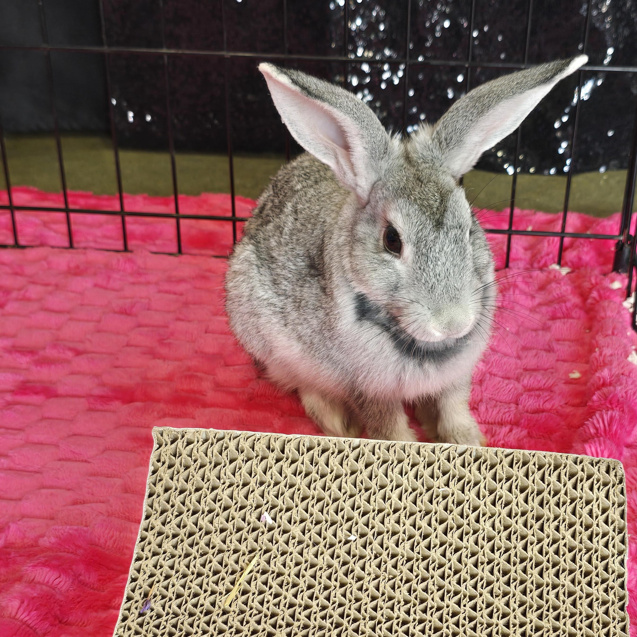 Enlarge Wally, a Adoptable mixed breed in Knoxville, TN image 3/5