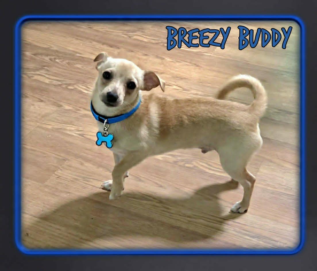 Buddy, a ADOPTABLE mixed breed in Grove, OK image 4/5