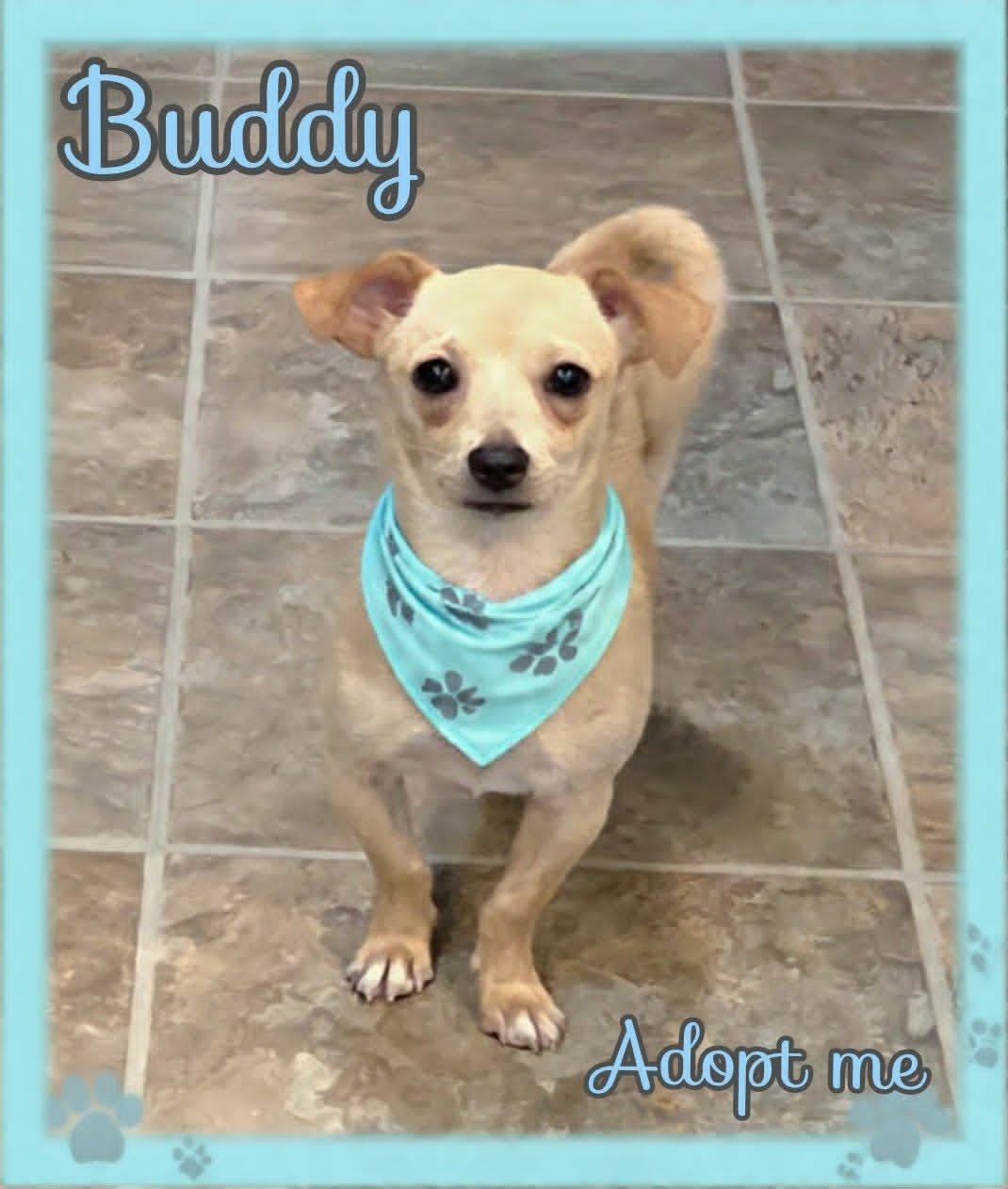 Buddy, a ADOPTABLE mixed breed in Grove, OK image 2/5