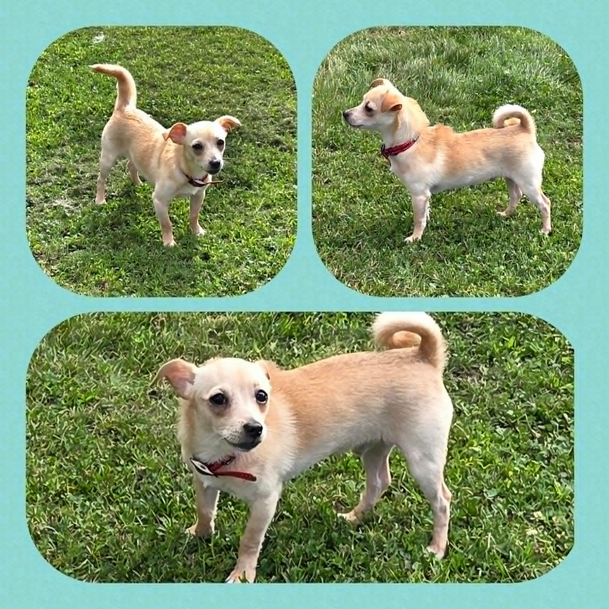 Buddy, a ADOPTABLE mixed breed in Grove, OK image 3/5