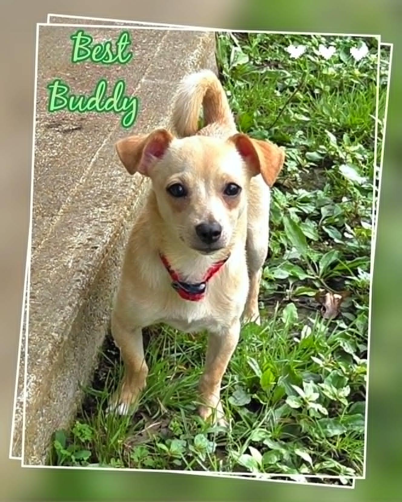 Buddy, ADOPTABLE, Young Male Chihuahua & Rat Terrier.