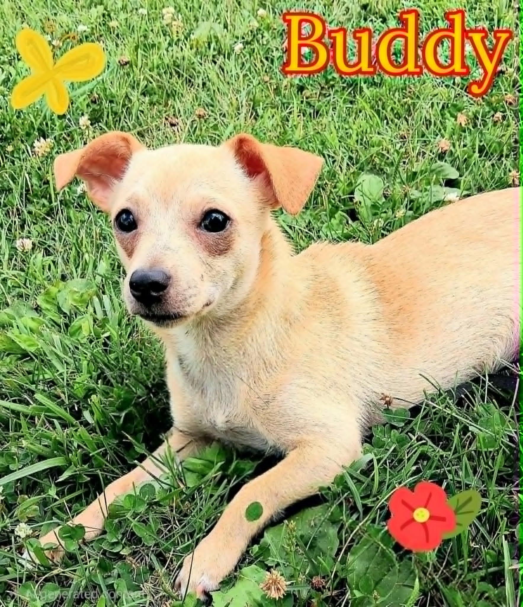 Buddy, a ADOPTABLE mixed breed in Grove, OK image 5/5