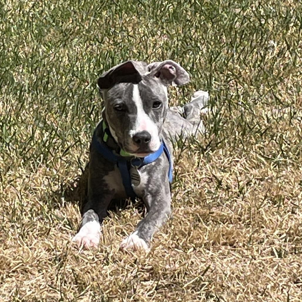 Enlarge Trudi, a Adoptable mixed breed in Raleigh, NC image 2/6