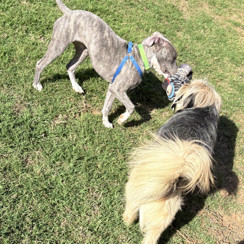 Enlarge Trudi, a Adoptable mixed breed in Raleigh, NC image 3/6