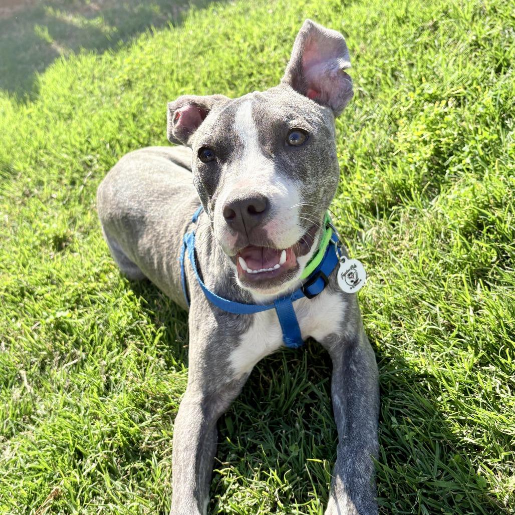 Enlarge Trudi, a Adoptable mixed breed in Raleigh, NC image 4/6
