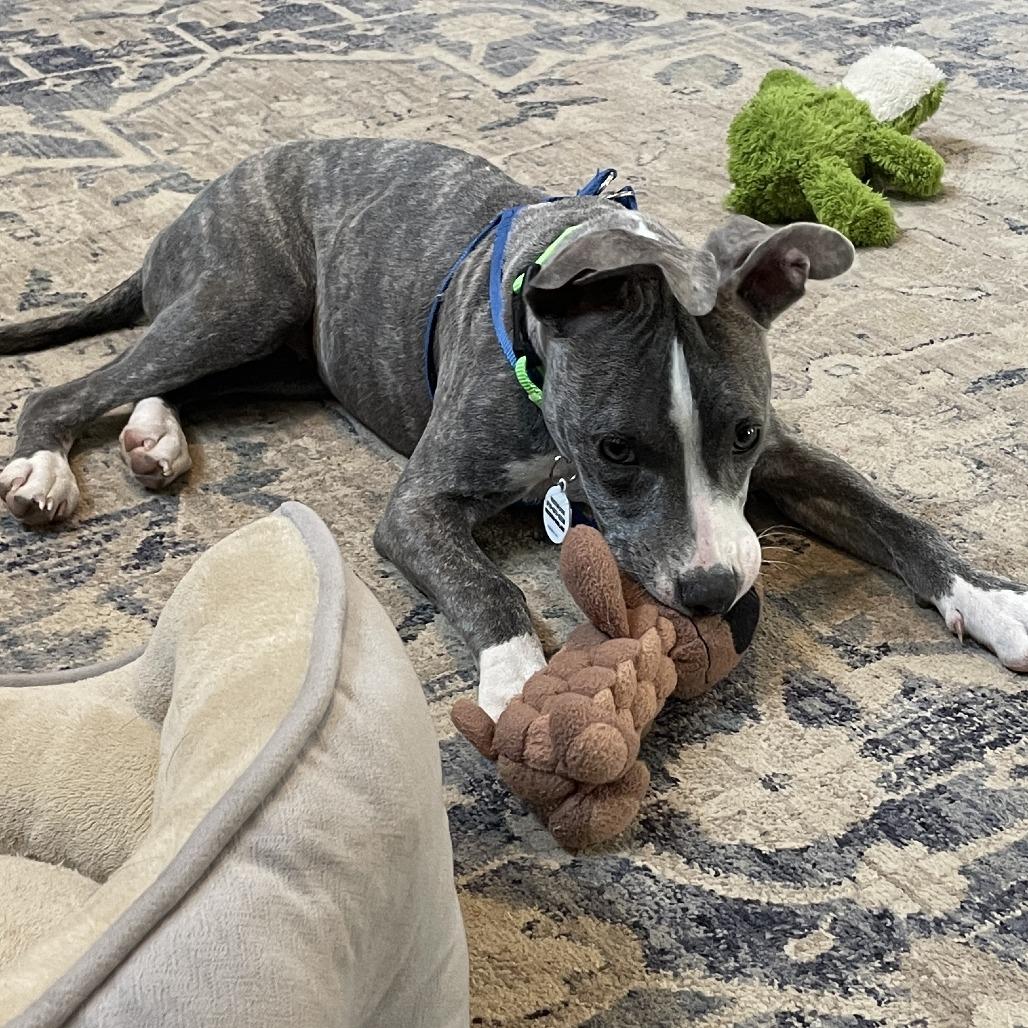 Enlarge Trudi, a Adoptable mixed breed in Raleigh, NC image 5/6