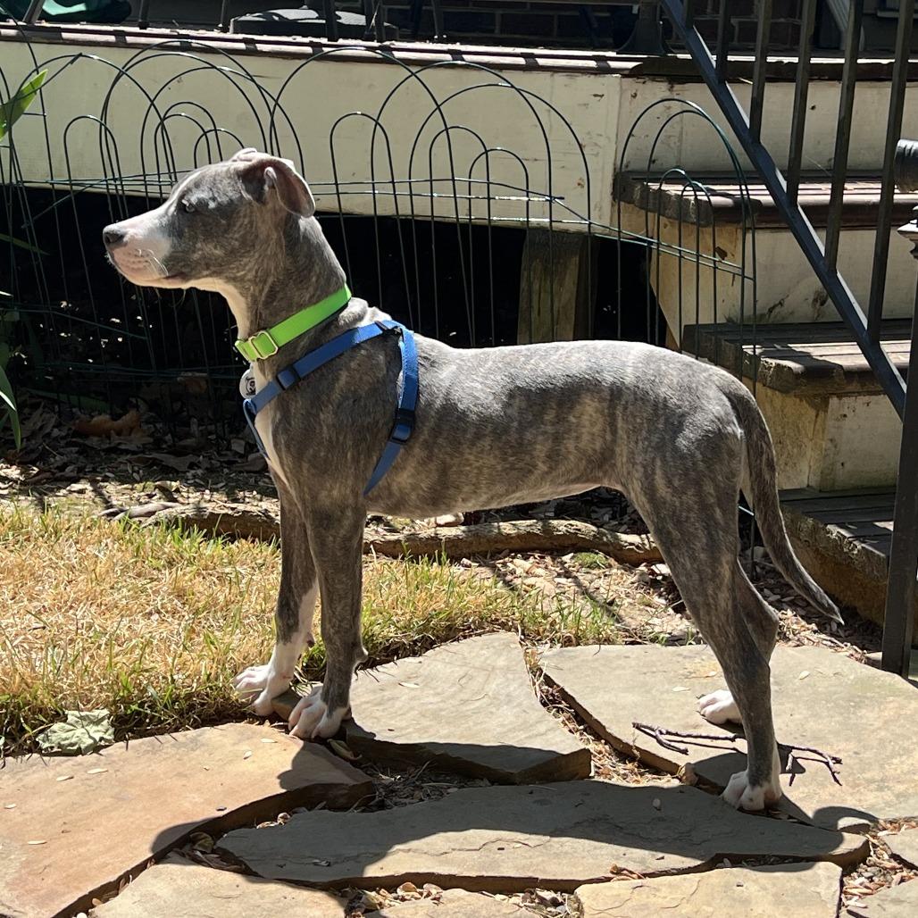 Enlarge Trudi, a Adoptable mixed breed in Raleigh, NC image 6/6