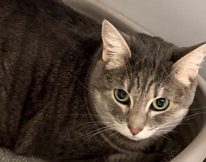 Sirah, Adoptable, Adult Female Domestic Short Hair & Domestic Short Hair.