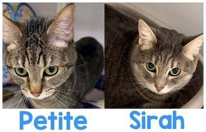 Enlarge Sirah, a Adoptable mixed breed in Encinitas, CA image 2/2