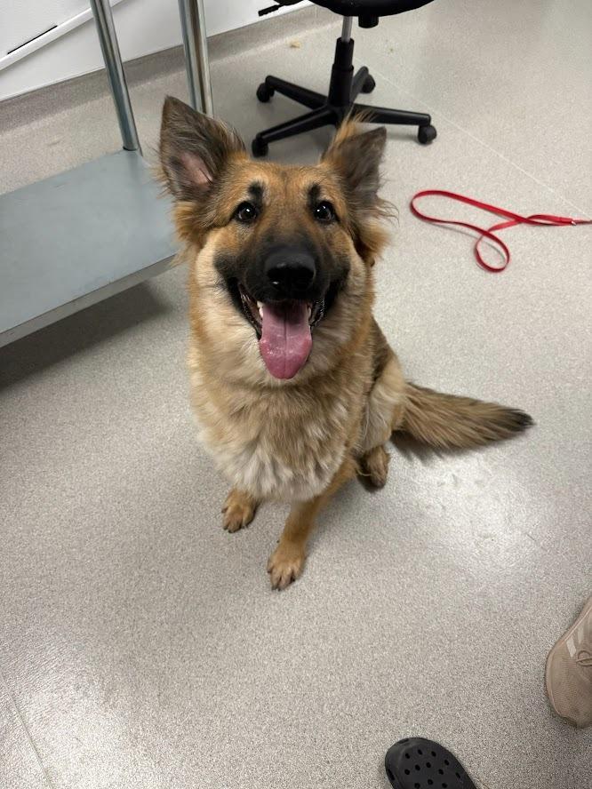 Nelli, Adoptable, Young Female Mixed Breed.