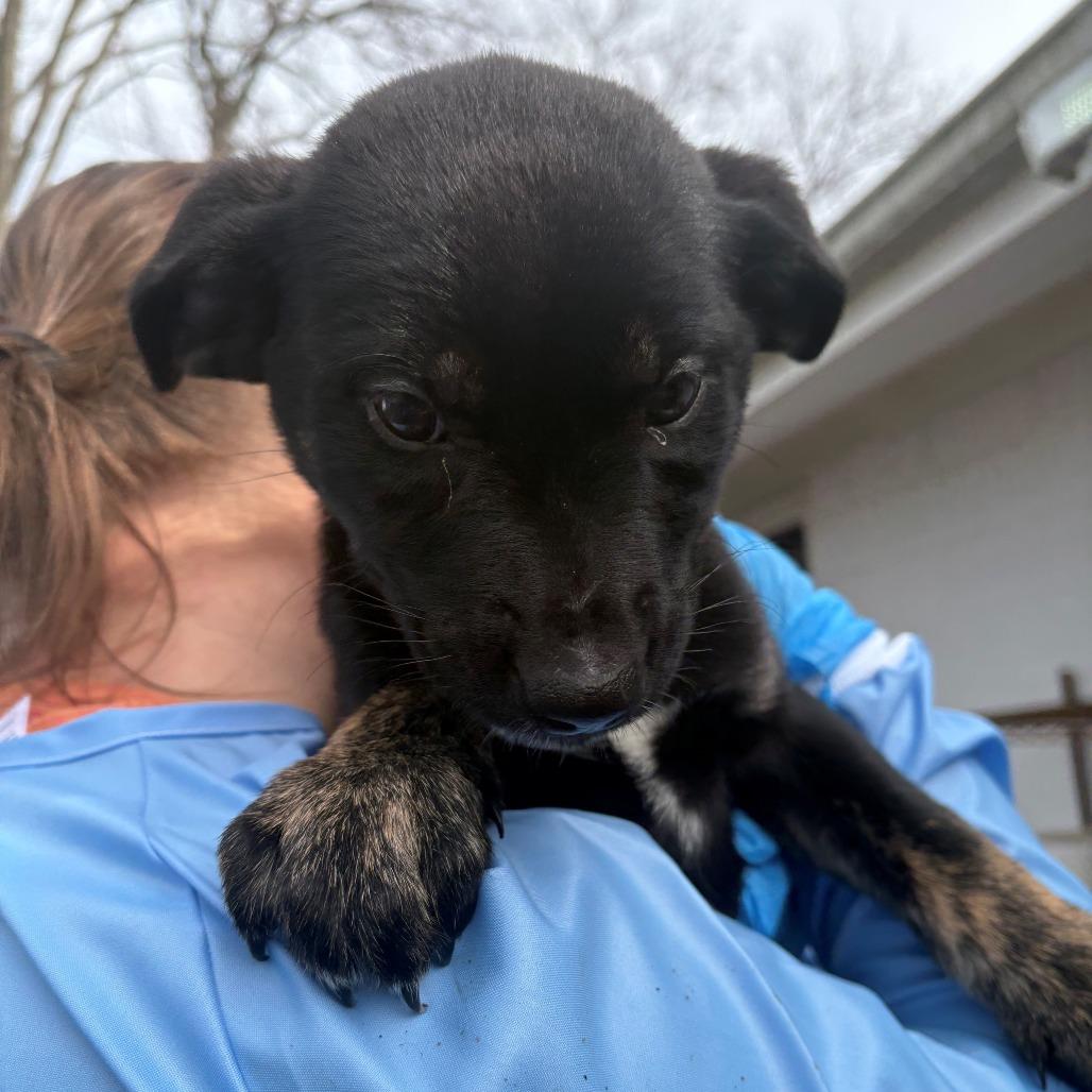 Peeper, Adoptable, Puppy Female Mixed Breed.