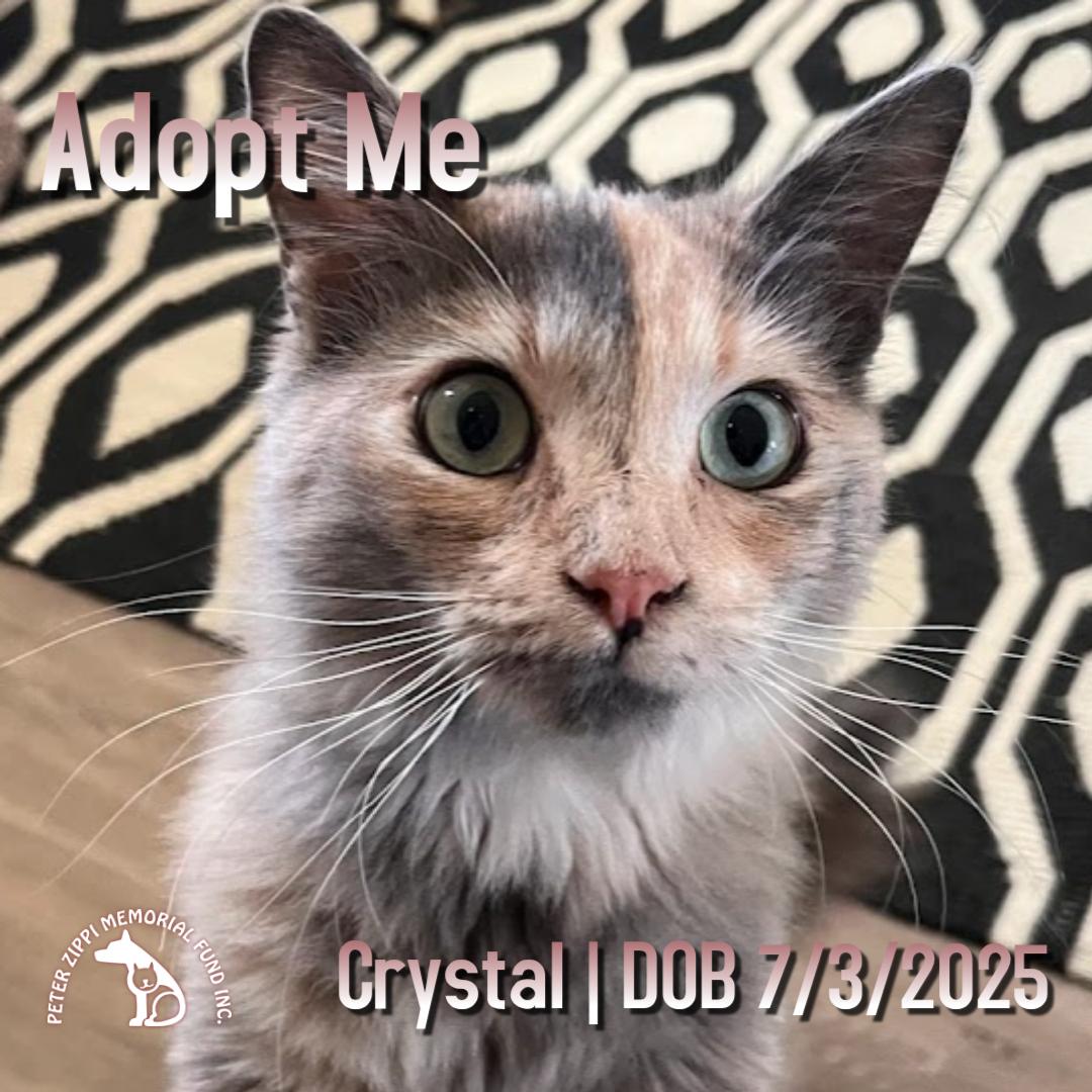 Enlarge Crystal, a ADOPTABLE mixed breed in Redondo Beach, CA image 1/5