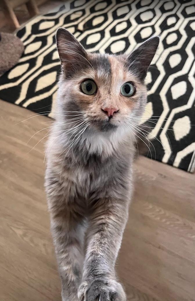 Enlarge Crystal, a ADOPTABLE mixed breed in Redondo Beach, CA image 5/5