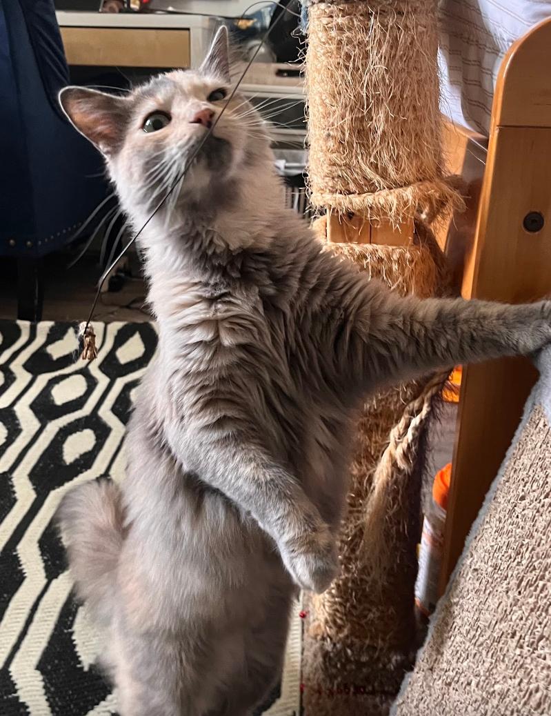 Enlarge Crystal, a ADOPTABLE mixed breed in Redondo Beach, CA image 3/5