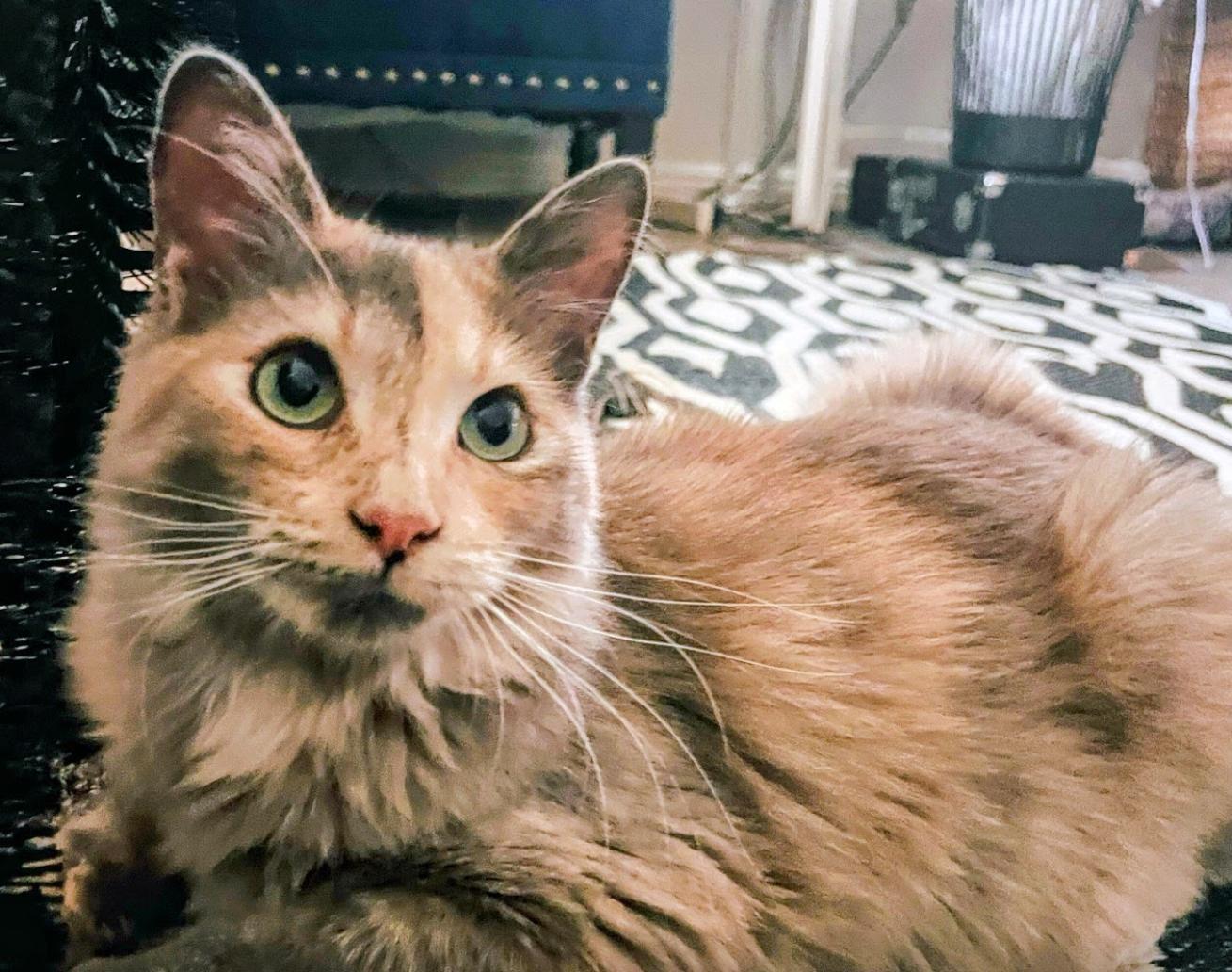 Enlarge Crystal, a ADOPTABLE mixed breed in Redondo Beach, CA image 2/5