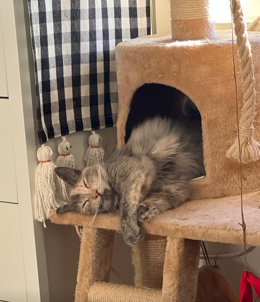 Enlarge Crystal, a ADOPTABLE mixed breed in Redondo Beach, CA image 4/5