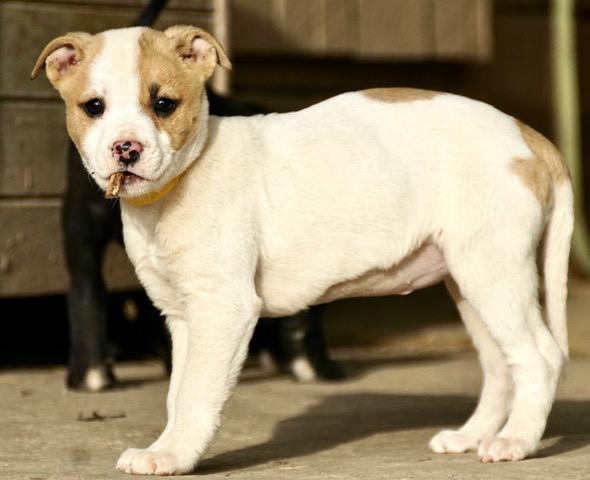 Cherry Cutiepie — thumbnail 2