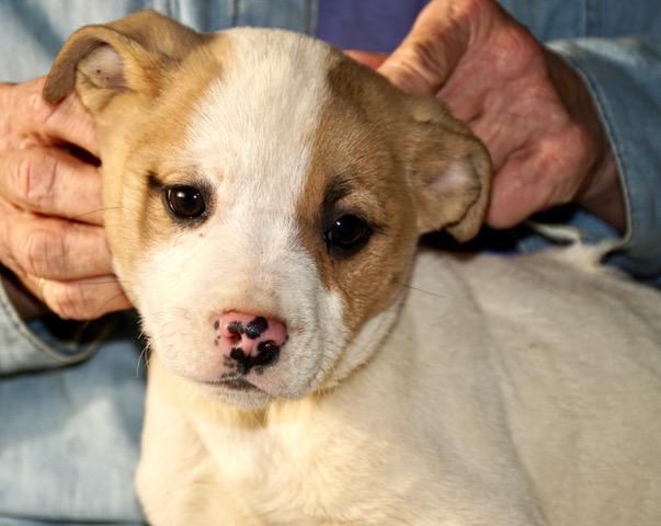 Cherry Cutiepie — thumbnail 3