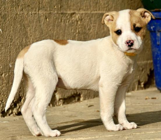 Cherry Cutiepie — thumbnail 4