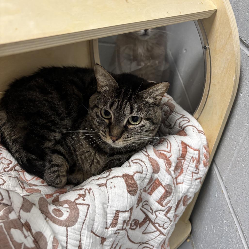 Sassy, Adoptable, Adult Female Domestic Short Hair.