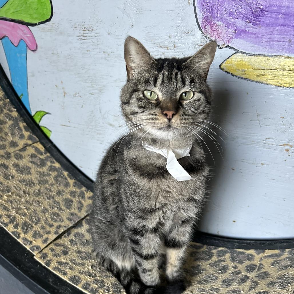 Enlarge Sassy, a Adoptable Domestic Short Hair in Enterprise, AL image 2/3