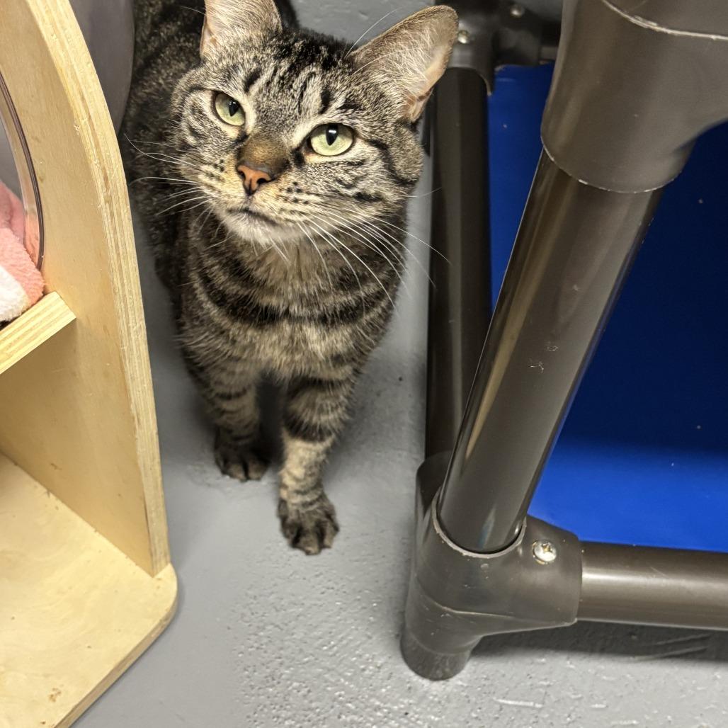 Sassy, a Adoptable Domestic Short Hair in Enterprise, AL image 2/2