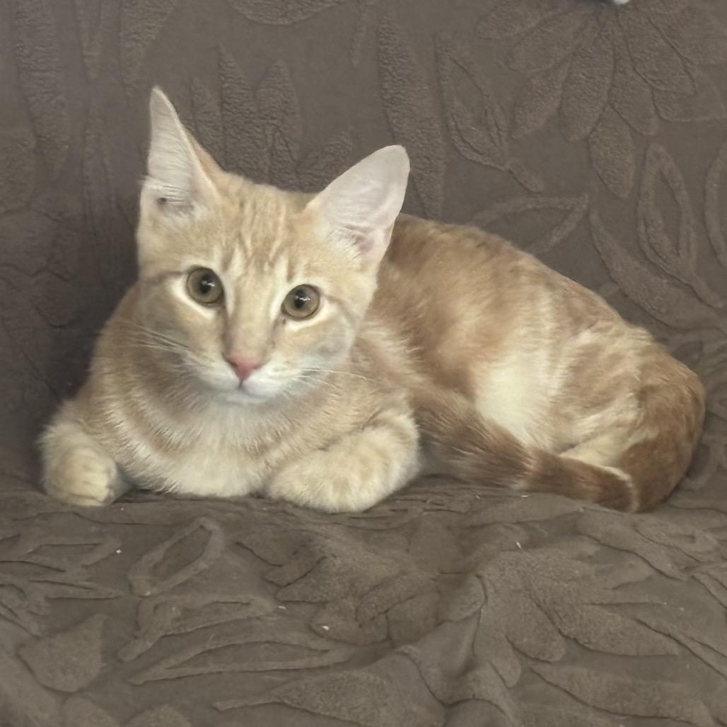 Evenrude, a Adoptable Domestic Short Hair in Leander, TX image 1/3