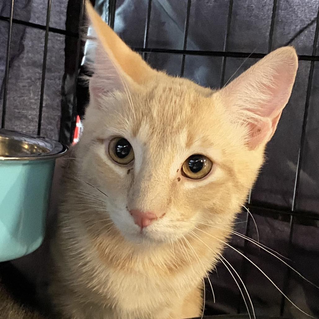 Evenrude, Adoptable, Kitten Male Domestic Short Hair.