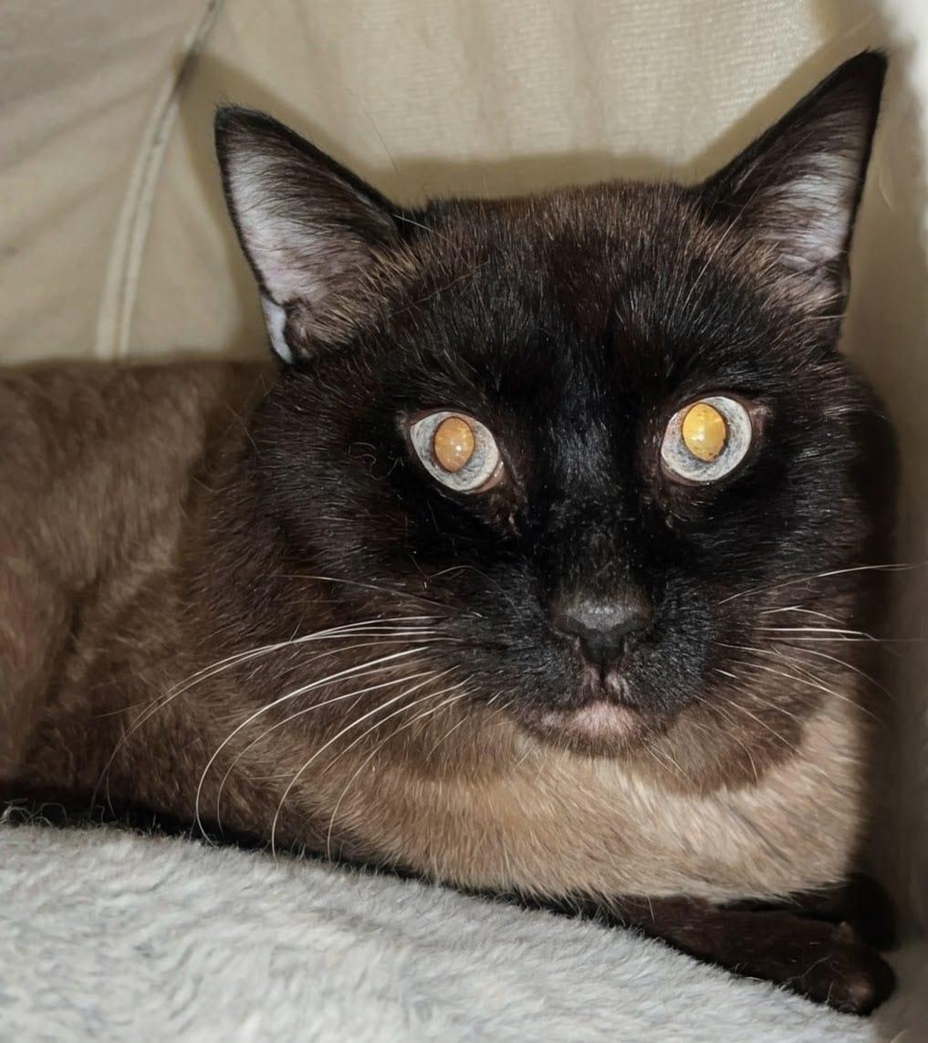 Enlarge Marlin, a ADOPTABLE Snowshoe in New York, NY image 2/2