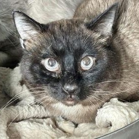 Marlin, ADOPTABLE, Senior Male Snowshoe.