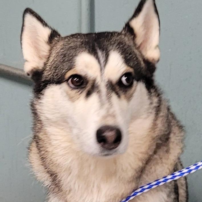 Enlarge Pumpkin, a Adoptable Husky in Greenville, SC image 1/2