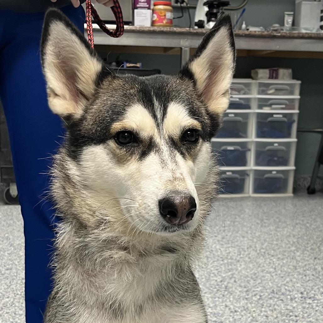 Enlarge Pumpkin, a Adoptable Husky in Greenville, SC image 2/2
