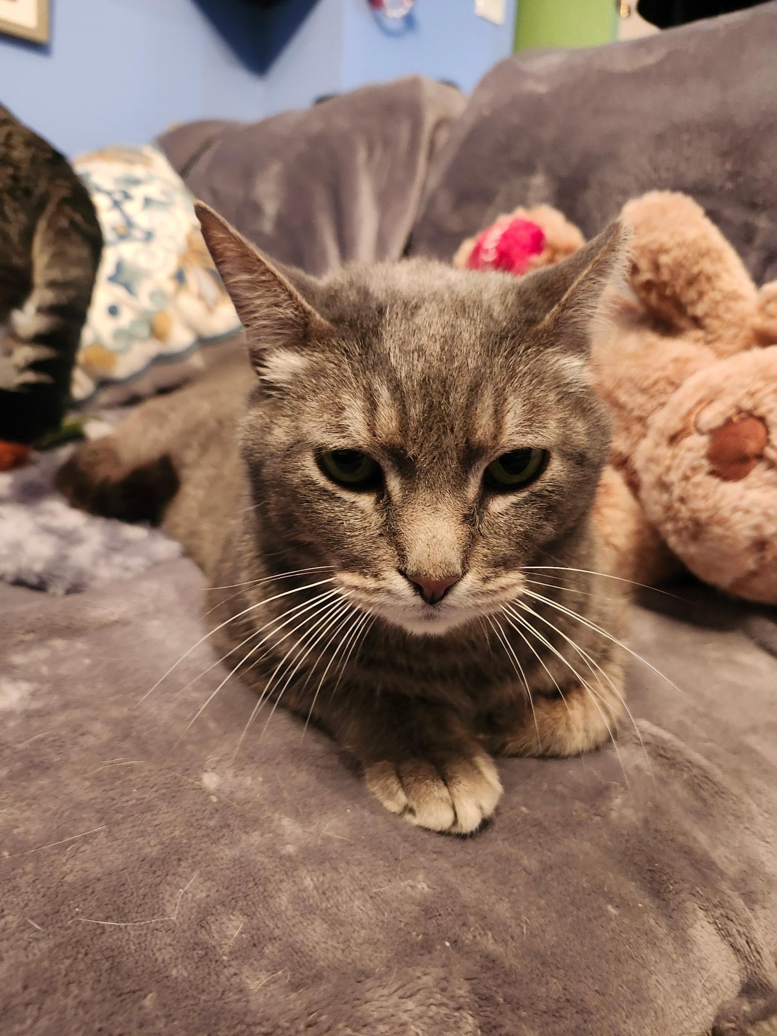 Enlarge Penelope, a Adoptable Domestic Short Hair in Washington, DC image 2/4