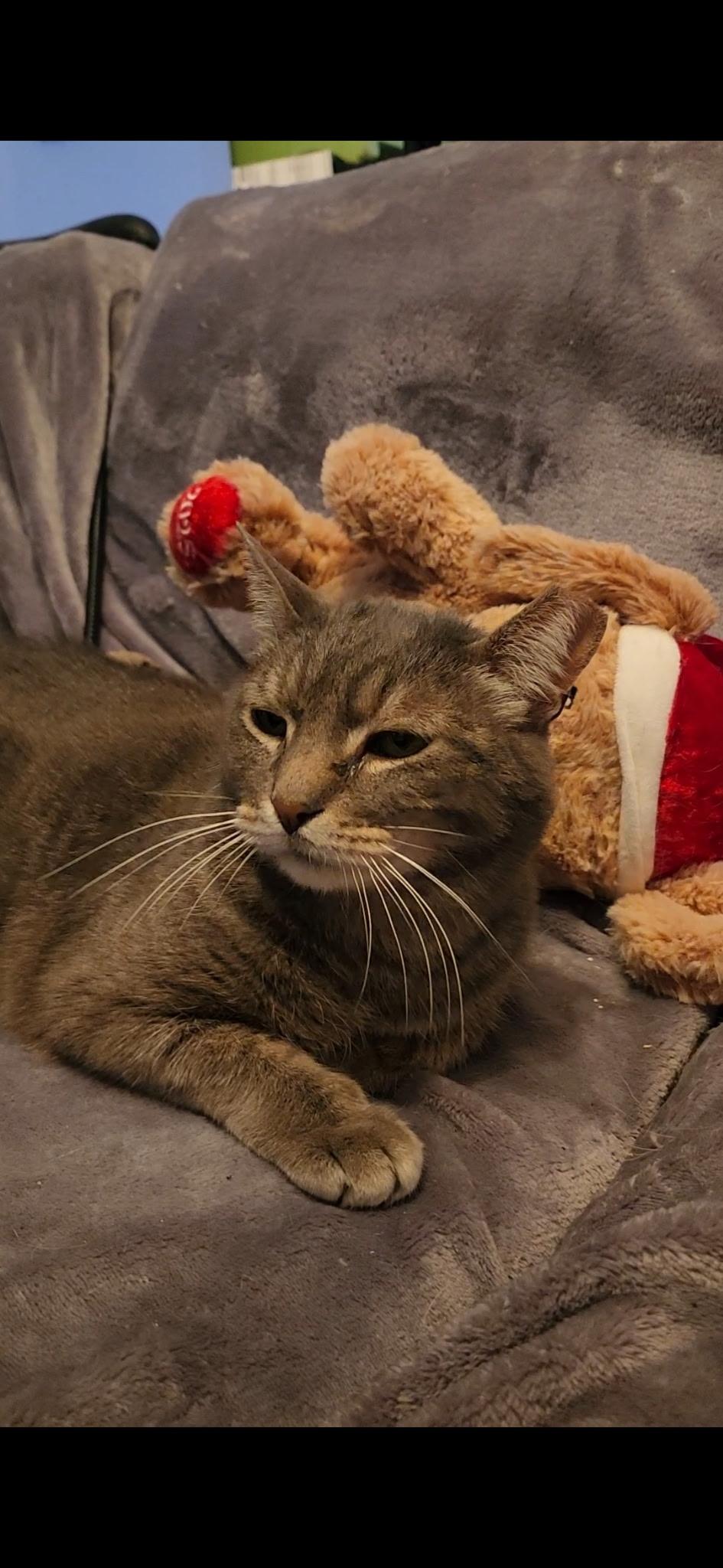 Enlarge Penelope, a Adoptable Domestic Short Hair in Washington, DC image 1/4