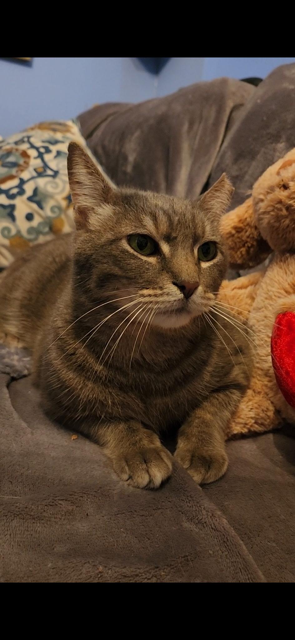 Enlarge Penelope, a Adoptable Domestic Short Hair in Washington, DC image 4/4