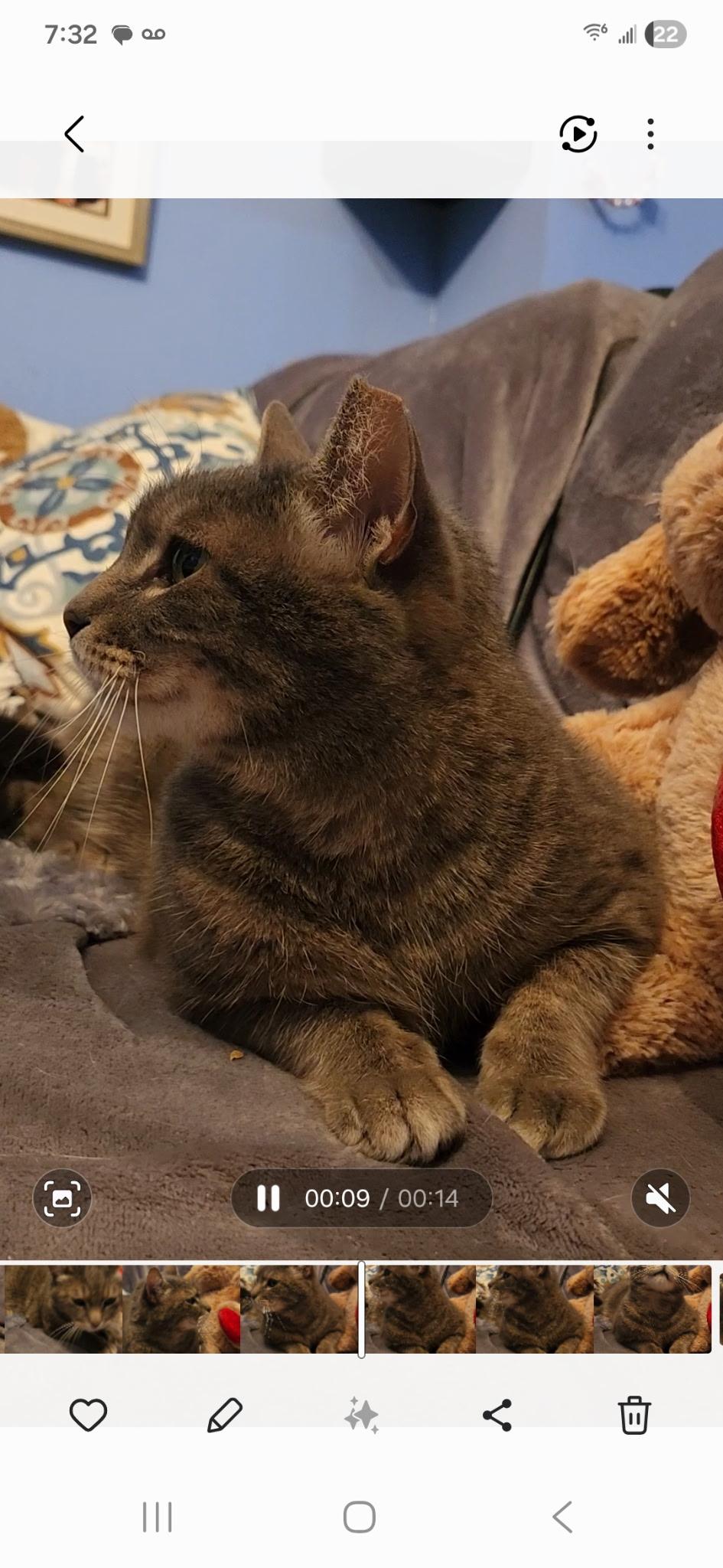 Enlarge Penelope, a Adoptable Domestic Short Hair in Washington, DC image 3/4