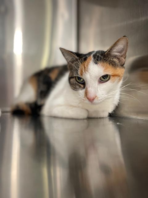 Sassy, Adopted, Senior Female Domestic Short Hair.