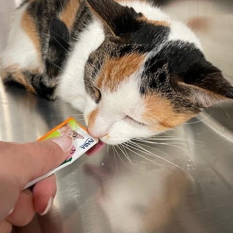 Sassy, a Adopted Domestic Short Hair in Goodlettsville, TN image 2/2